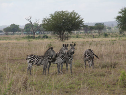 Típicas imágenes de Tanzania