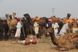 Feria de camellos